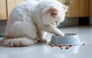 Pourquoi votre chat gratte autour de sa gamelle… et comment ce geste peut influencer son bien-être