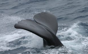 Illustration d'un cachalot.