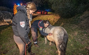 A Berre-Les-Alpes, un poney est resté coincé au fond d'un bassin désaffecté.