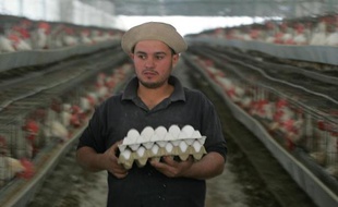Un Palestinien collecte des oeufs dans un élevage de poulets à Gaza le 7 décembre 2009