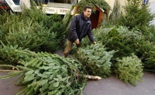 A un mois de Noël, les producteurs de sapin sont optimistes, la demande s'annonçant bonne cette année malgré une hausse significative du prix du nordmann, un arbre ne perdant pas ses aiguilles dont le Danemark est le premier exportateur européen.