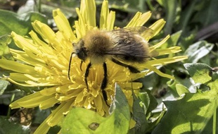 L'Assemblée vote l'interdiction des néonicotinoïdes, réputés toxiques notamment pour les abeilles, en 2016