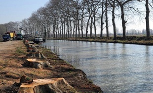 Le rythme d'abattage des platanes malades le long du Canal du Midi s'est accéléré en 2012 et va encore progresser cette année, a-t-on appris mercredi auprès de Voies navigables de France (VNF) gestionnaire du canal appartenant à l'État et classé au patrimoine mondial de l'humanité.