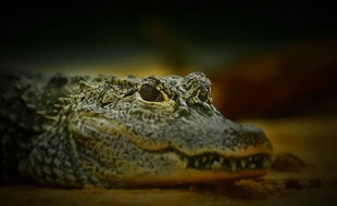 Un crocodile. (photo illustration)