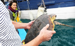 Le Cest Med a lâché deux tortues en mer cette semaine.