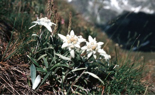 Regorgeant d’anti-radicalaires et d’antioxydants, l’edelweiss protège donc la peau contre les agressions et le vieillissement.