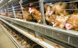 Des poules dans un élevage en République tchèque, en 2012.