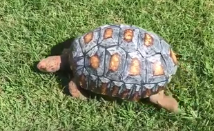 Freddy, la première tortue à recevoir une carapace conçue grâce à l'impression 3D.