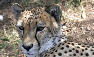 Le guépard Malik, dans la grande réserve africaine du Sud-Ouest de la France, à Sigean, le 24 mai 2016