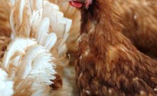 Un cas de grippe aviaire "à faible risque" a été identifié dans une ferme du centre des Pays-Bas produisant des oeufs avec environ 30.000 poules