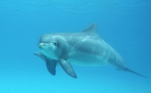 Le bébé dauphin.