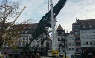 VIDEO. Strasbourg: Le grand sapin du marché de Noël est arrivé.