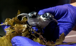 La tortue à deux têtes est morte mercredi 17 juillet 2019. La cause de sa mort est encore inconnue.