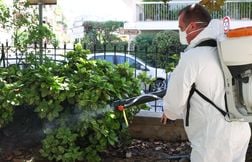 Un cluster de chikungunya en Isère ?