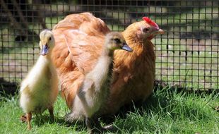 Une poule et deux canetons.