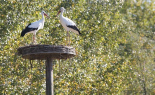 Des cigognes ont élu domicile dans le Comminges au sud de la Haute-Garonne.