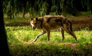 Un loup au zoo de Pleugueneuc (Ille-et-Vilaine)