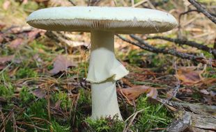 Ce champignon est une amanite phalloïde, principale responsable des intoxications mortelles.