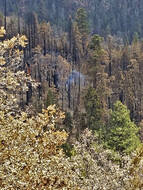 Un sequoia se consume encore 9 mois après les incendies qui ont ravagé la Californie.