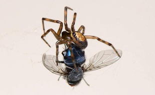 Une fausse veuve noire capture une mouche.