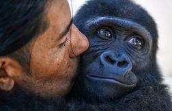 Zeytin, le bébé gorille retrouvé dans une soute, va bientôt rentrer chez lu…