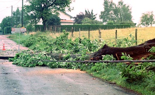 L'enfant a été blessé par la chute d'un arbre (illustration).