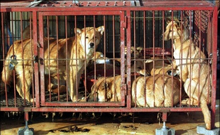 Chiens détenus sur le marché de Moran en 2002 et destinés à la consommation.