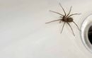 Savez-vous pourquoi certaines maisons abritent-elles plus d’araignées que d’autres ?