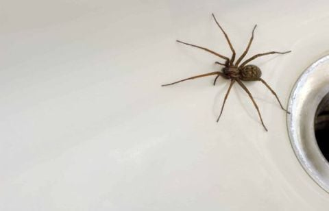 Savez-vous pourquoi certaines maisons abritent-elles plus d’araignées que d’autres ?