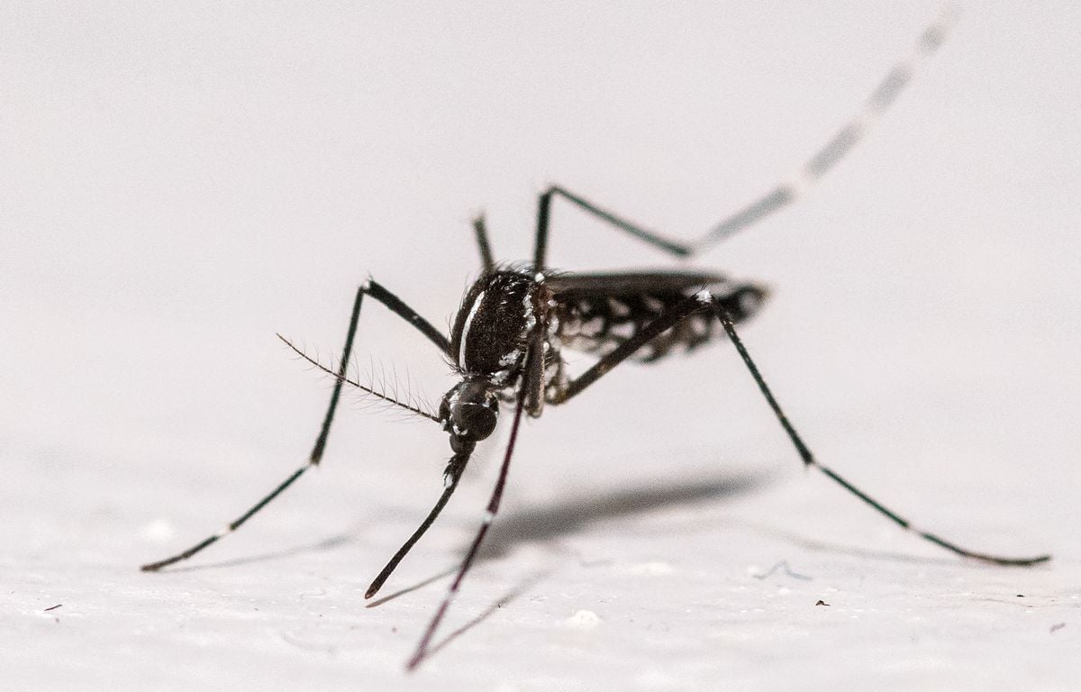 Des moustiques découverts en Islande, un rare endroit pourtant jusqu’ici...