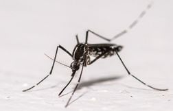 Des moustiques découverts en Islande, un endroit pourtant jusqu’ici épargné