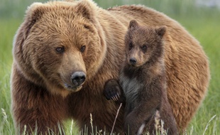 Un grizzli et son petit aperçus dans le documentaire