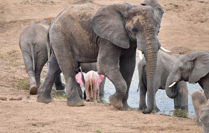 722x460_pic-by-nicki-coertze-caters-news-pictured-the-adorable-baby-pink-elephant-with-its-herd-when-you-first-glance-at-this-photo-youd-be-forgiven-for-thinking-your-eyes-were-playing-tricks-on-you-but-no-this-really-is-a-pink-elephant-with-his-bright-pink-ears-flapping-in-the-wind-the-tiny-calf-was-spotted-drinking-from-a-river-with-its-mother-at-kruger-national-park-the-pink-calf-is-believed-to-be-an-albino-an-extremely-rare-phenomenon-amongst-african-elephants-the-rare-sighting-was-made-by-tourist-nicki-coertze-58-while-on-safari-with-his-family-in-shingwedzi-see-caters-copy-catersnewsagency-135307-credit-caters-news-agency-sipa-1603101431