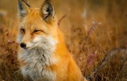 « Swiper the Fox »… Un renard chipe 32 chaussures dans un parc américain