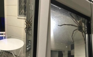 Le couple a pris plusieurs photos de l'énorme araignée.