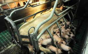 Une truie et ses petits dans un élevage de porcs à Plonéour-Lanvern, dans le Finistère, le 11 août 2015