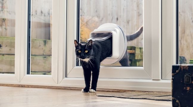 Une Chatiere Connectee Pour Suivre Les Faits Et Gestes De Son Chat Depuis Son Chmartphone