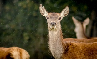 Une biche élaphe, comme celle tuée par les braconniers en vallée d'Aure.
