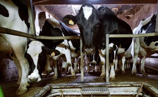 Des vaches dans une exploitation agricole