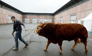 Un éleveur mène un taureau au Mondial des fournisseurs de l'Agriculture et de l'Élevage (SIMA), à Villepinte (Seine-saint-Denis), qui fait partie du salon de l'Agriculture de Paris, le 24 février 2013