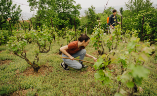 La nouvelle génération de viticulteurs, plus alerte sur les enjeux environnementaux, participe activement à la diffusion de pratiques vertueuses.