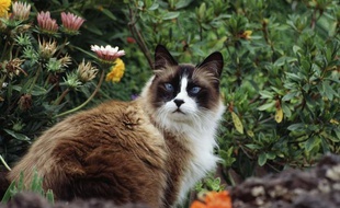 Illustration d'un chat