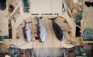 Photo aérienne prise le 5 janvier 2014 par l'association écolo Sea Shepherd montrant trois baleines de Minke sur le pont du navire-usine japonais Nisshin Maru, repéré dans les eaux territoriales néo-zélandaises