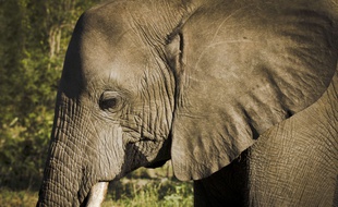 L'éléphant est resté prisonnier du puits pendant trois jours.