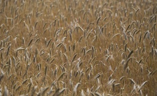 L'envolée des cours des matières premières agricoles s'est répercutée en juillet sur les prix alimentaires mondiaux qui ont grimpé de 6%, selon les chiffres de la FAO, alors que la sécheresse sévit dans les principaux pays producteurs.