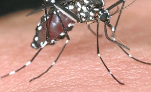 This undated photo released by National Institute of Infectious Diseases via Kyodo News, shows a tiger mosquito. Japanese health authorities have reported the first locally transmitted case of dengue fever in the country in more than 60 years. The ministry said Wednesday, Aug. 27, 2014 the case occurred in Saitama, a prefecture adjacent to Tokyo. Local media reports said the patient was a teen-aged girl who has since recovered. (AP Photo/National Institute of Infectious Diseases via Kyodo News) JAPAN OUT/TOK801/444288595920/JAPAN OUT, MANDATORY CREDIT/1408271015
