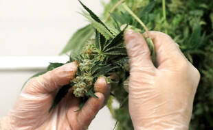 Dans le cadre de l'expérimentation française du cannabis à usage médical, les médicaments seront fournis sous forme d'huile, de fleurs séchées à vaporiser ou de comprimés aux 3.000 participants sélectionnés.