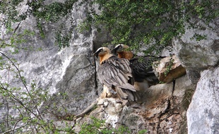 Un couple de gypaètes barbus dans le Parc national des Pyrénées.