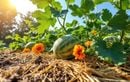 Comment protéger vos melons de la sécheresse estivale : la méthode naturelle pour des fruits sucrés et abondants sans arrosages quotidiens