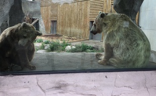 Les deux ours Kiwi et Dominique au zoo de Fort Mardyck à Dunkerque.